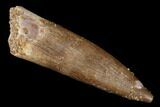 Fossil Plesiosaur (Zarafasaura) Tooth - Morocco #176924-1
